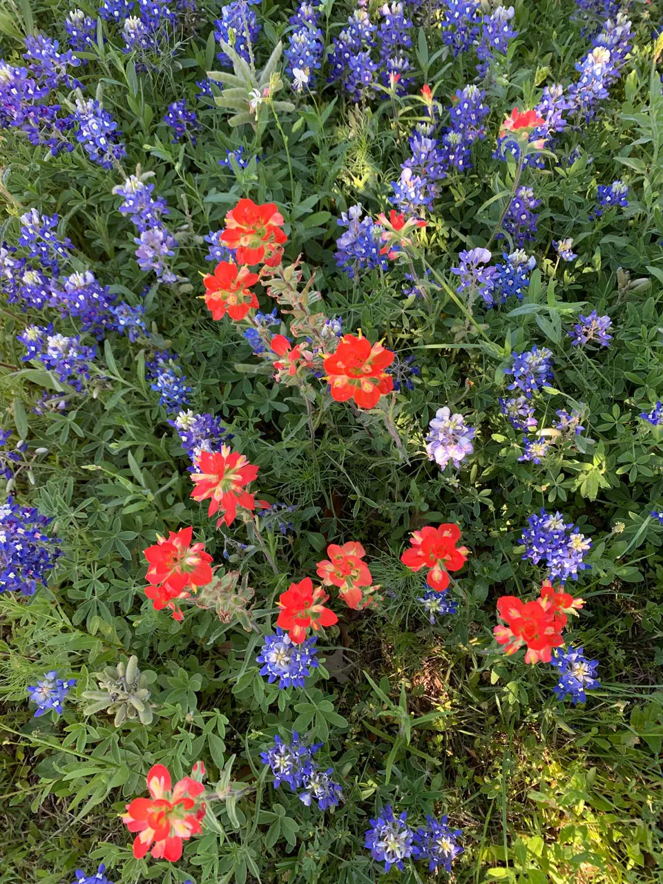 Wildflowers Hill Country Hillwood Communities
